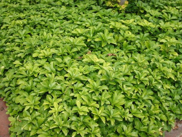 Bodendecker Pachysandra terminalis Topf 9cm