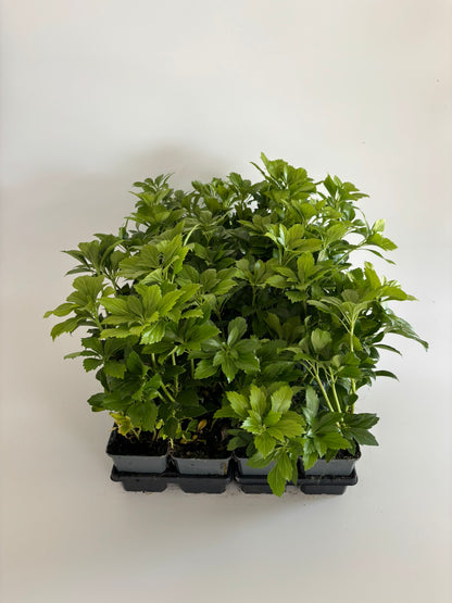Bodendecker Pachysandra terminalis Topf 9cm