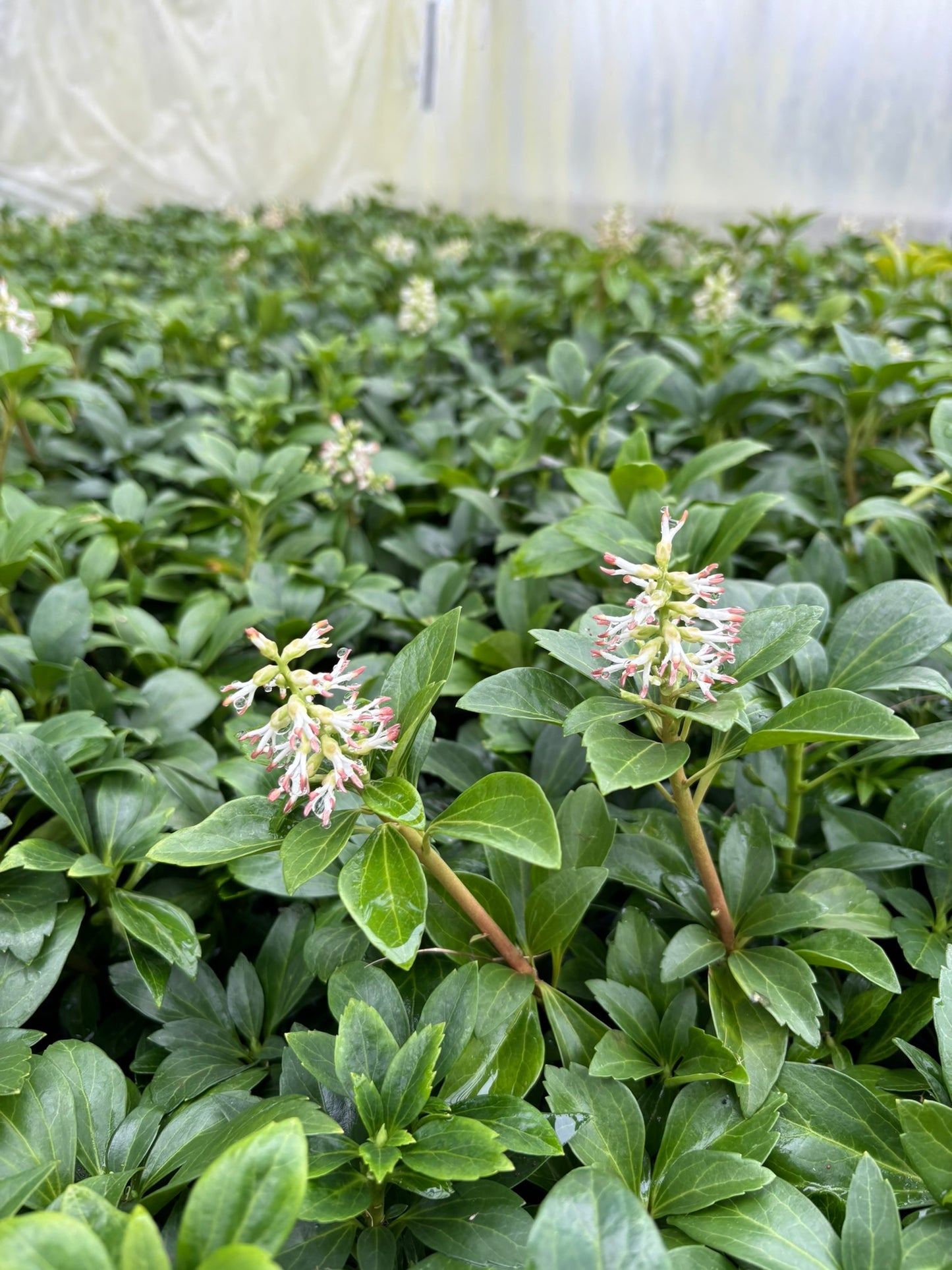Bodendecker Pachysandra terminalis Topf 9cm