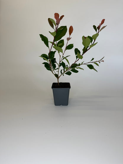 Glanzmispel Photinia fraseri „Little Red Robin“ Topf 9cm 20-25 cm