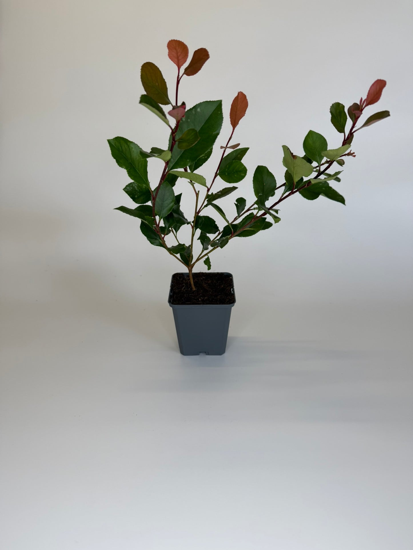 Glanzmispel Photinia fraseri „Little Red Robin“ Topf 9cm 20-25 cm