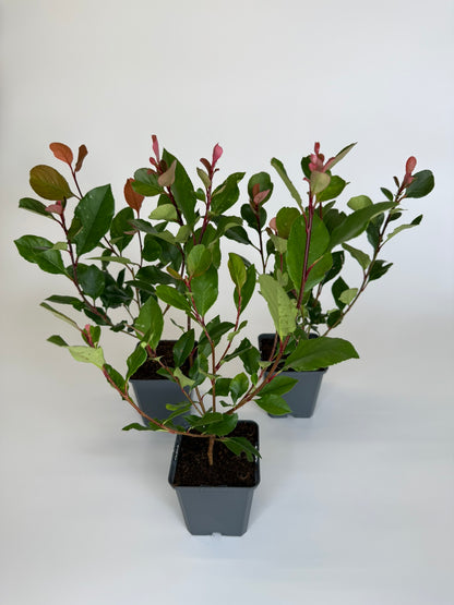 Glanzmispel Photinia fraseri „Little Red Robin“ Topf 9cm 20-25 cm