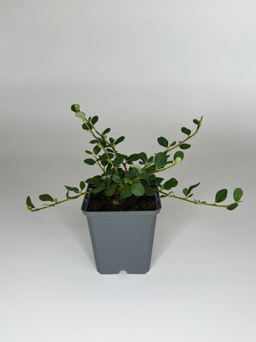 Bodendecker Cotoneaster Frieders Evergreen Topf 9cm