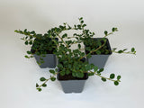 Zwergmispel Cotoneaster Queen of Carpet Bodendecker Topf 9cm