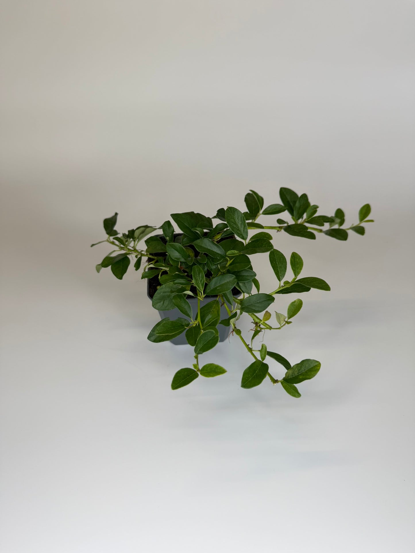 Bodendecker kriechend Cotoneaster dammeri Radicans Topf 9cm