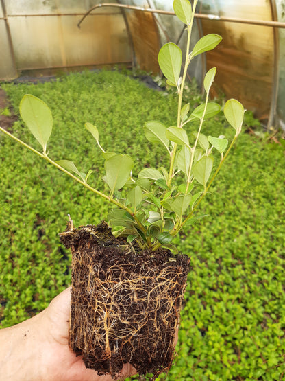 Bodendecker kriechend Cotoneaster dammeri Radicans Topf 9cm