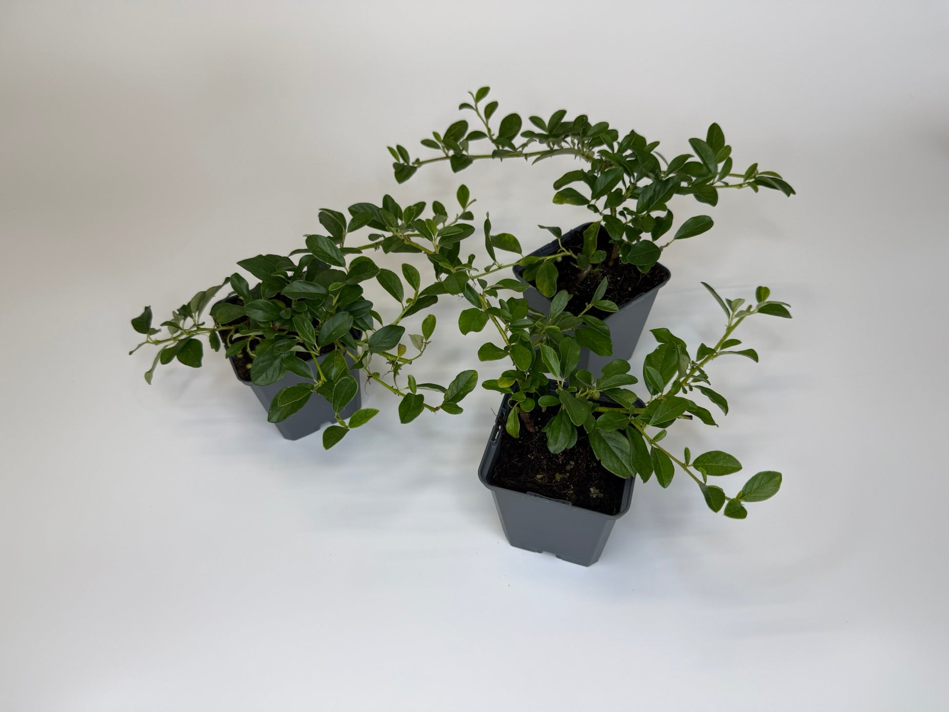 Bodendecker kriechend Cotoneaster dammeri Radicans Topf 9cm