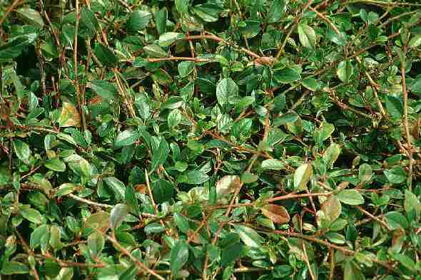 bodendecker kriechend Bodendecker kriechend Cotoneaster dammeri Radicans Topf 9cm