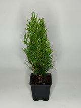 Lebensbaum Thuja occidentalis Smaragd Topf 9cm 30-35 cm