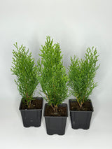 Lebensbaum Thuja occidentalis Smaragd Topf 9cm 35-40 cm