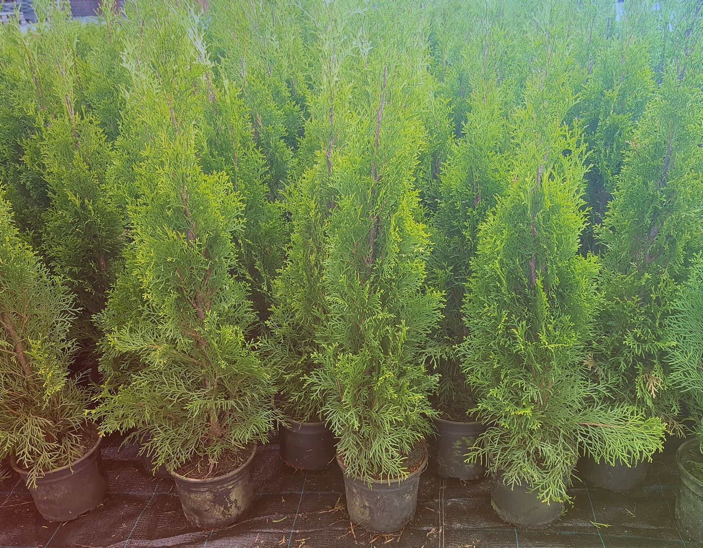 Lebensbaum Thuja occidentalis Smaragd Topf 2L 50-60 cm