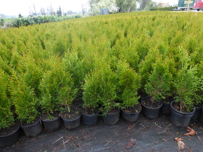 Lebensbaum Thuja occidentalis Smaragd Topf 2L 50-60 cm
