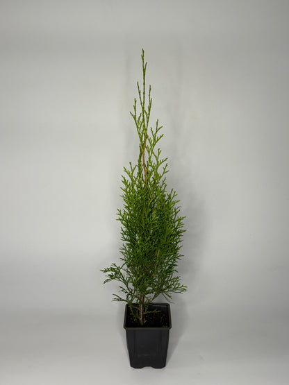 Lebensbaum Thuja occidentalis Smaragd Topf 9cm 50-60 cm