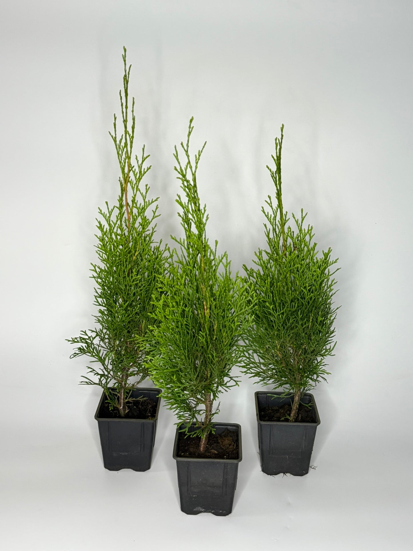 Lebensbaum Thuja occidentalis Smaragd Topf 9cm 50-60 cm