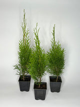 Lebensbaum Thuja occidentalis Smaragd Topf 9cm 40-50 cm