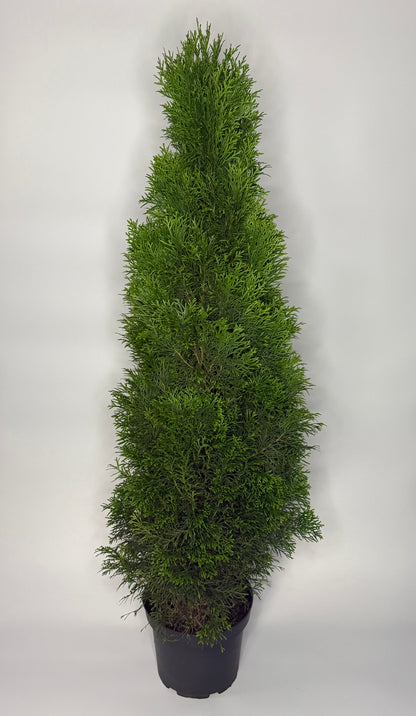 Lebensbaum Thuja occidentalis Smaragd Topf 2L 50-60 cm
