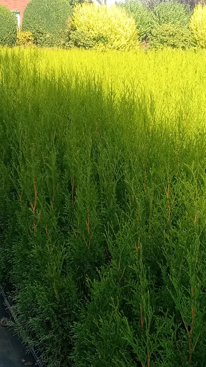 Lebensbaum Thuja occidentalis Smaragd Topf 9cm 35-40 cm