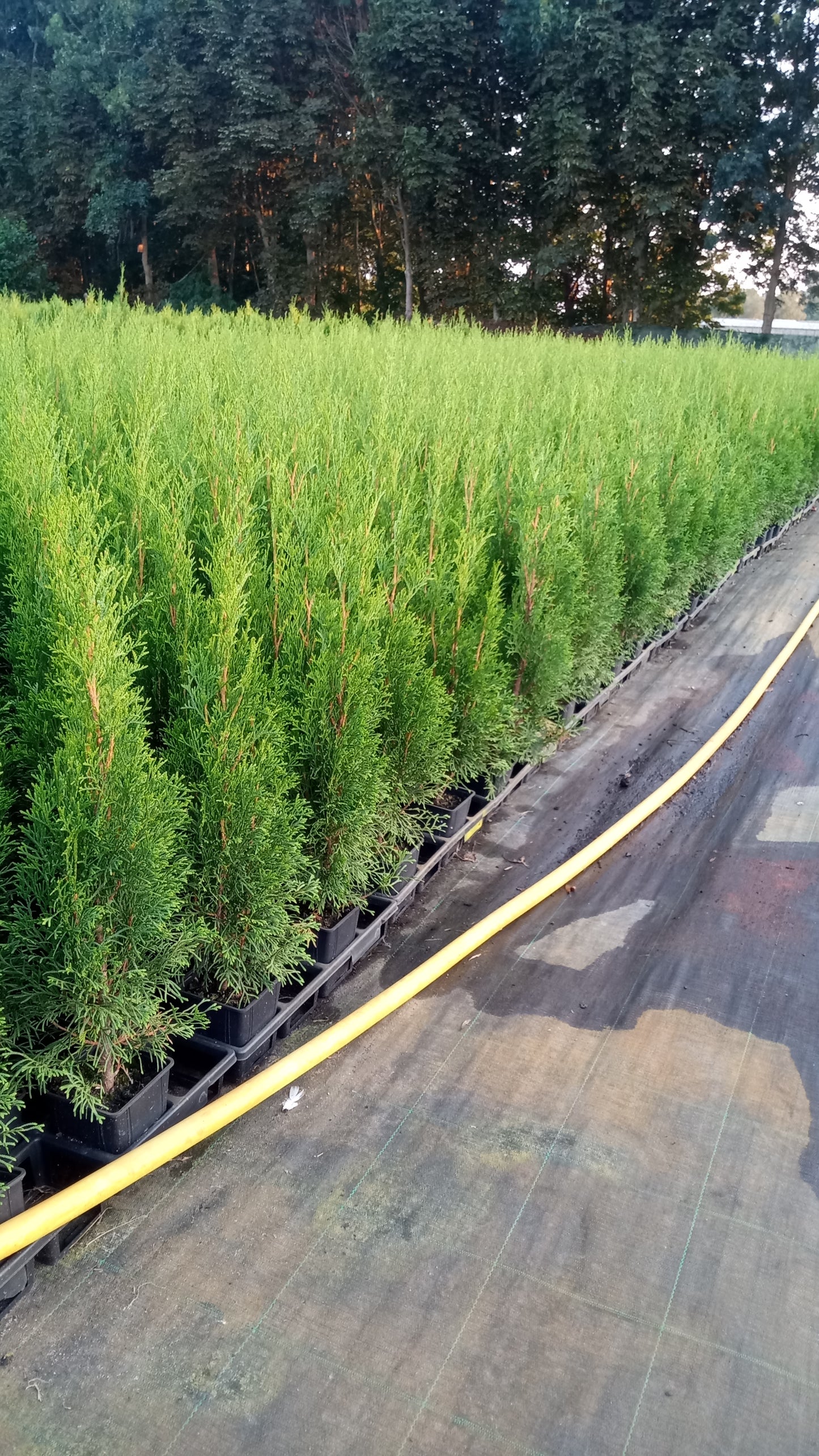 Lebensbaum Thuja occidentalis Smaragd Topf 9cm 35-40 cm