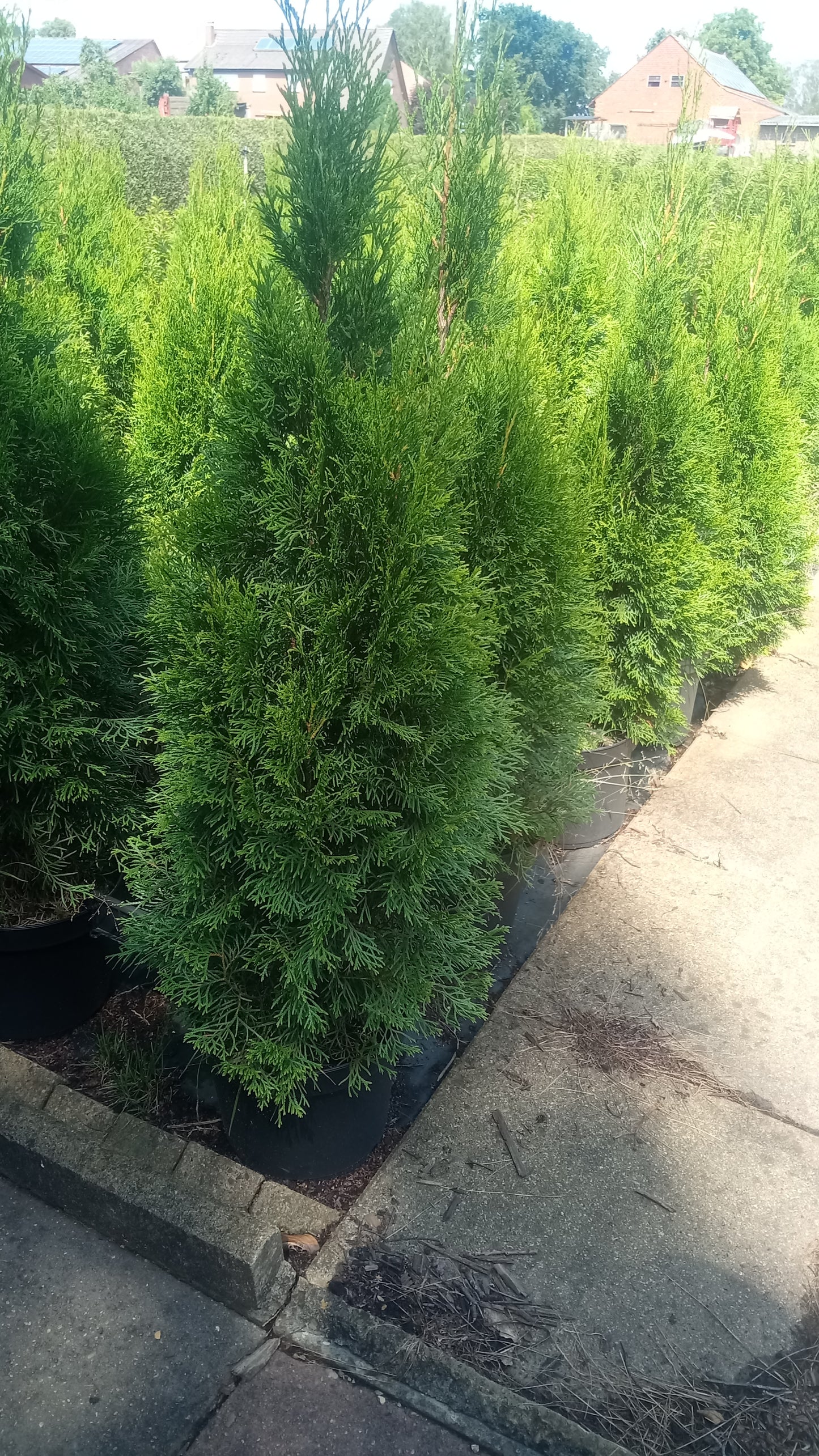 Lebensbaum Thuja occidentalis Smaragd Topf 2L 80-90 cm