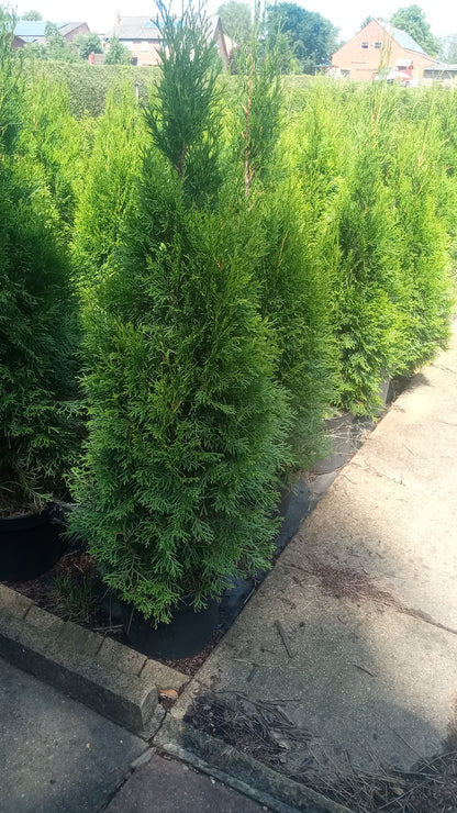 Lebensbaum Thuja occidentalis Smaragd Topf 2L 80-90 cm