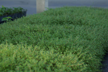 Bodendecker Thymus coccineus Topf 9cm
