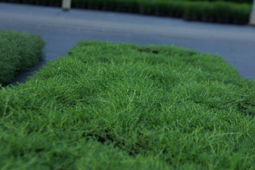 Bodendecker Thymus serpyllum Album Topf 9cm