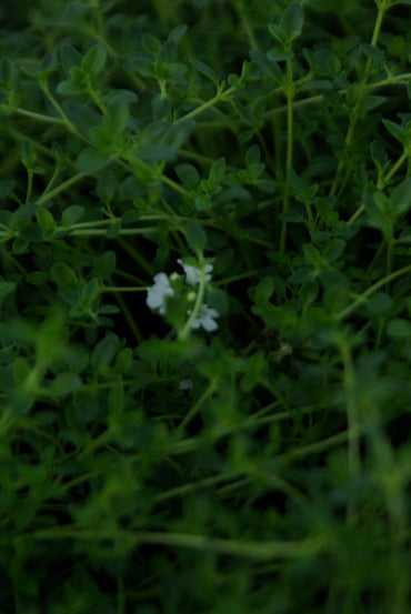 Bodendecker Thymus serpyllum Album Topf 9cm