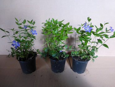 Bodendecker Vinca minor Topf 9cm