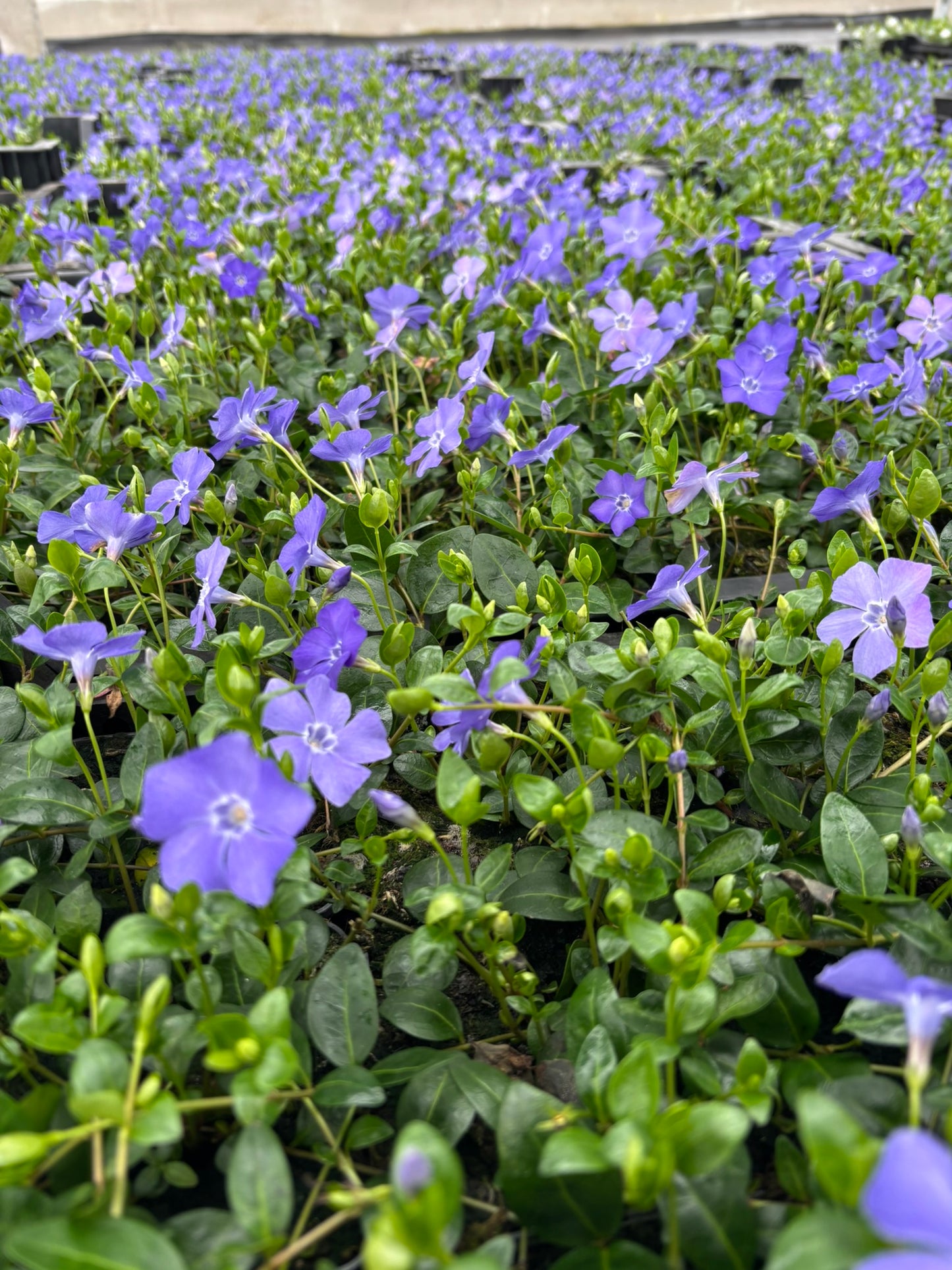 Bodendecker Vinca minor Topf 9cm