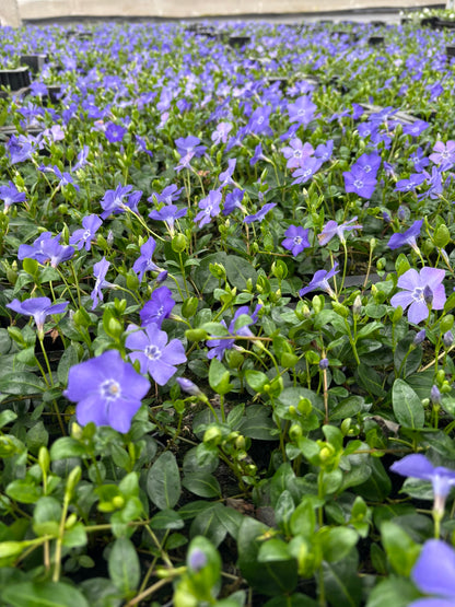 Bodendecker Vinca minor Topf 9cm