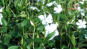 Bodendecker Vinca minor Alba Topf 9cm