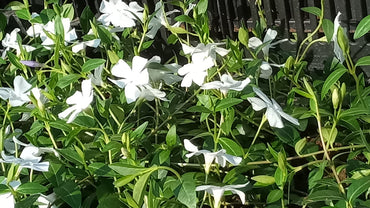 Bodendecker Vinca minor Alba Topf 9cm