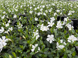 Kleines Immergrün Vinca minor Alba Bodendecker Topf 9cm