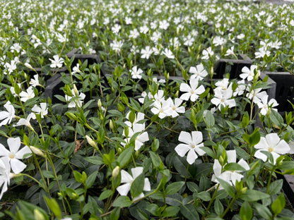 Bodendecker Vinca minor Alba Topf 9cm
