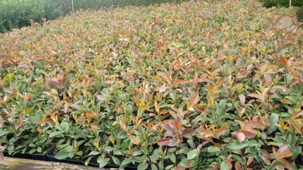 Glanzmispel Photinia fraseri ” Red Robin” T.B. 11  20-30 cm Baumschule Bultjer 13