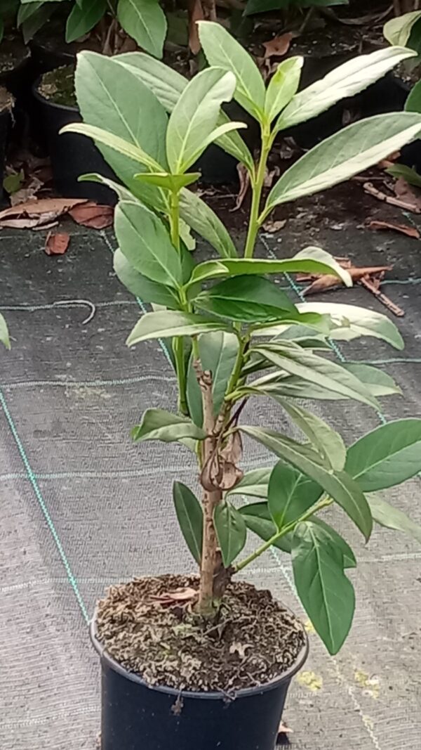 Kirschlorbeer Prunus Caucasica  T.B. 1,3 L 20-30 cm Baumschule Bultjer 3